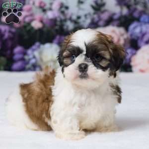 Rambo, Shih Tzu Puppy